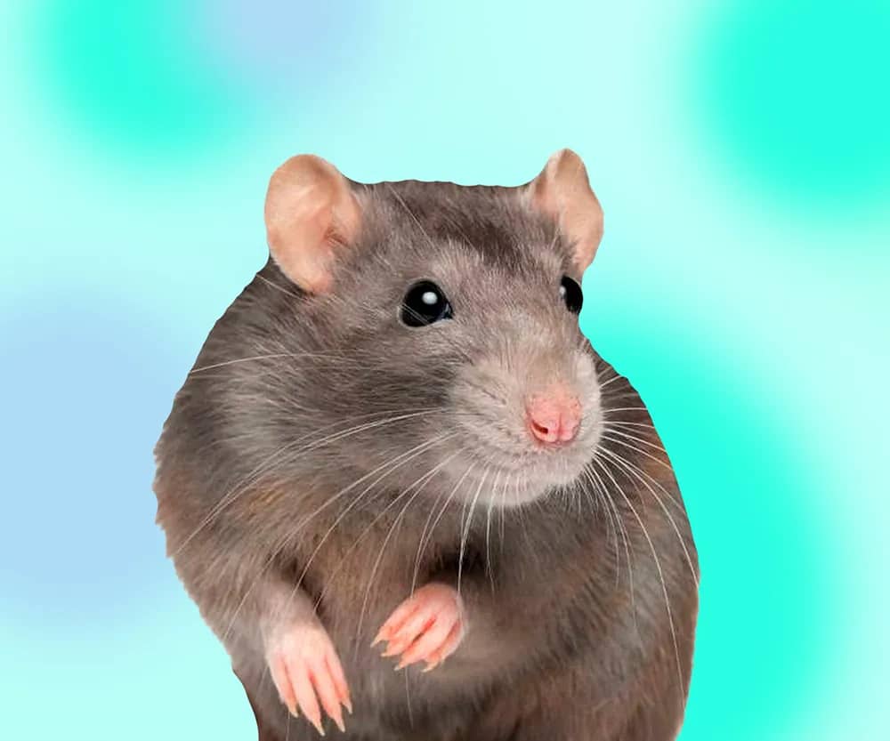 Портрет человека