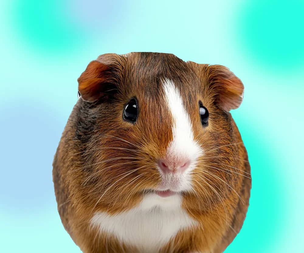 Портрет человека